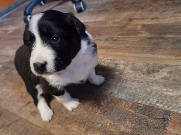 Chiots de type Border Collie à vendre  4 femelles et 2 males