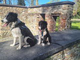 Chiots de type Border Collie &agrave; vendre  4 femelles et 2 males