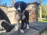 Chiots de type Border Collie &agrave; vendre  4 femelles et 2 males