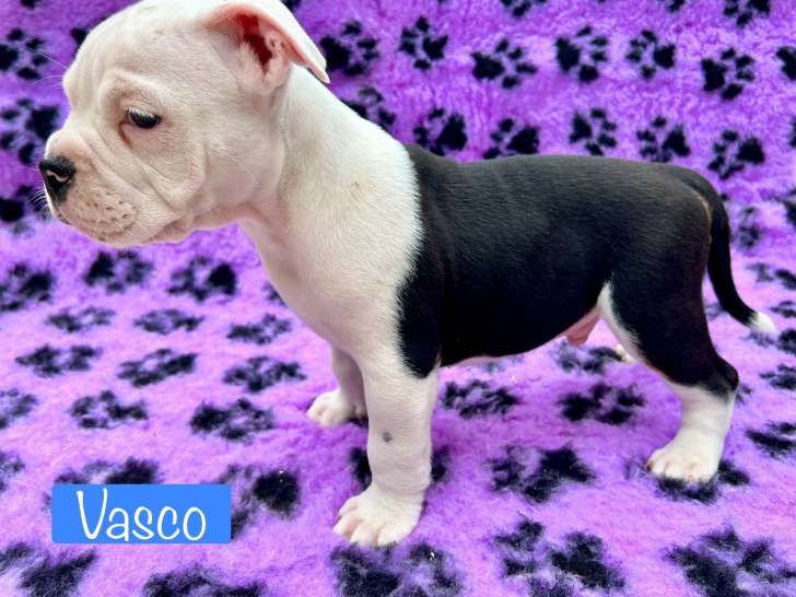 Vasco