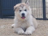 Chiots Malamute LOF à vendre