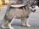 Chiots Malamute LOF à vendre