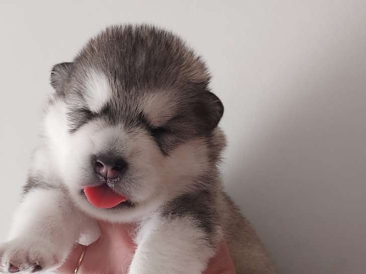 Superbes chiots Malamute d'Alaska LOF à vendre