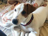Mâle Jack Russell disponible pour saillie