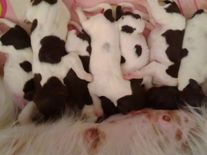 Chiots de race Petit Epagneul de Münster à vendre (4 mâles)
