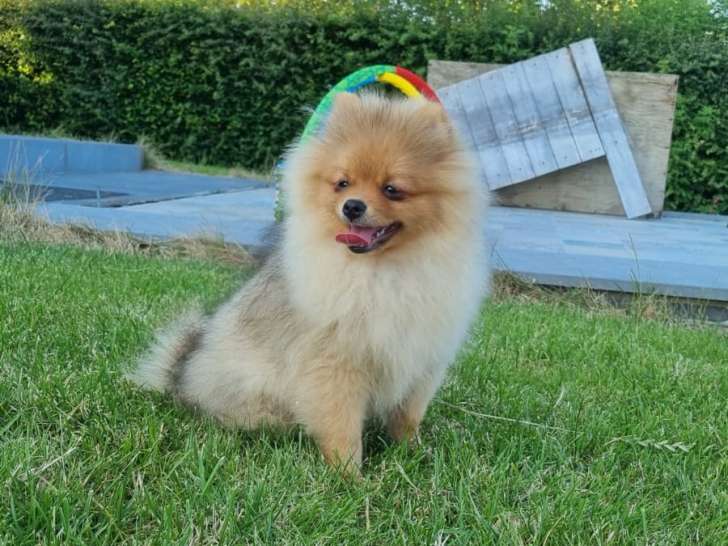 Chiot de race Loulou de Poméranie mâle à vendre