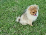 Chiot de race Loulou de Poméranie mâle à vendre