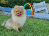 Chiot de race Loulou de Poméranie mâle à vendre