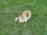 Chiot de race Loulou de Poméranie mâle à vendre