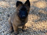 Chiots Berger Belge Tervueren LOF à vendre