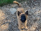 Chiots Berger Belge Tervueren LOF à vendre