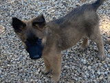 Chiots Berger Belge Tervueren LOF à vendre