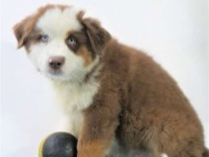 Splendides chiots Berger Australien à vendre