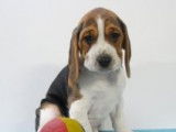 Chiots Beagle à vendre