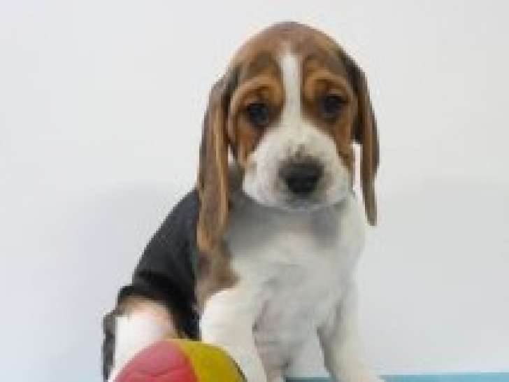Chiots Beagle à vendre
