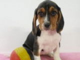 Chiots Beagle à vendre