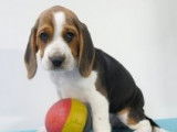 Chiots Beagle à vendre