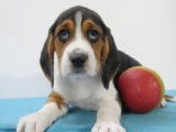 Chiots Beagle à vendre