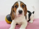 Chiots Beagle à vendre
