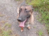 Jeune chien Malinois à vendre