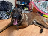 Jeune chien Malinois à vendre