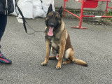 Jeune chien Malinois à vendre