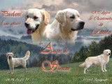 Chiots Golden Retriever