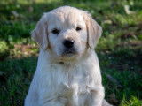 Chiots Golden Retriever
