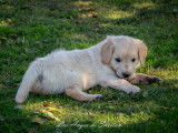 Chiots Golden Retriever