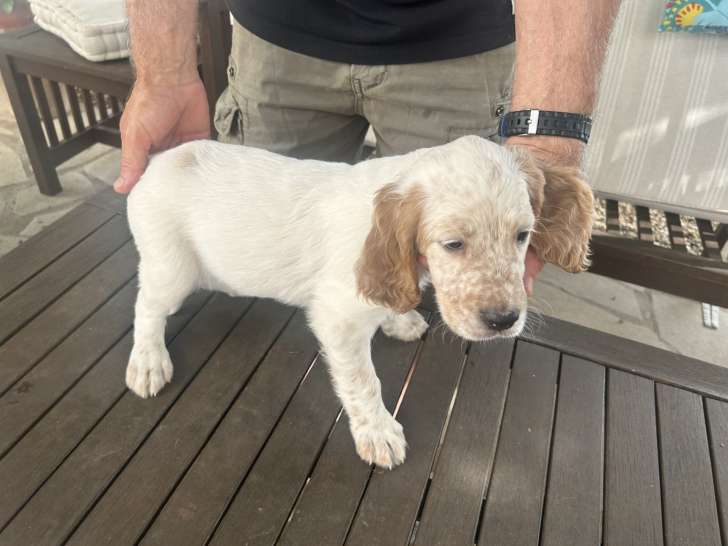 Chiot mâle Setter Anglais lemon à vendre