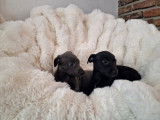 Chiots Whippet &agrave; vendre