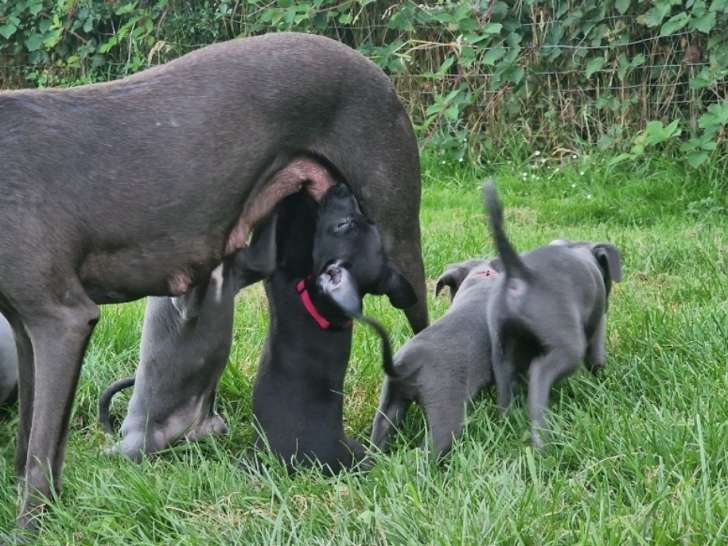 Chiots Whippet à vendre