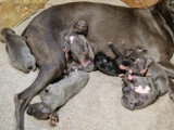 Chiots Whippet à vendre