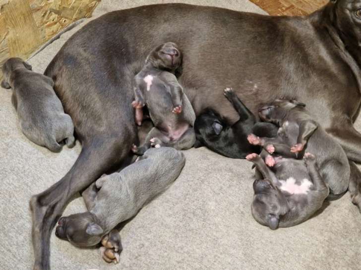 Chiots Whippet à vendre