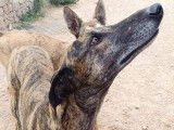 Trevor, Galgo Espagnol respectueux calme et équilibré à adopter