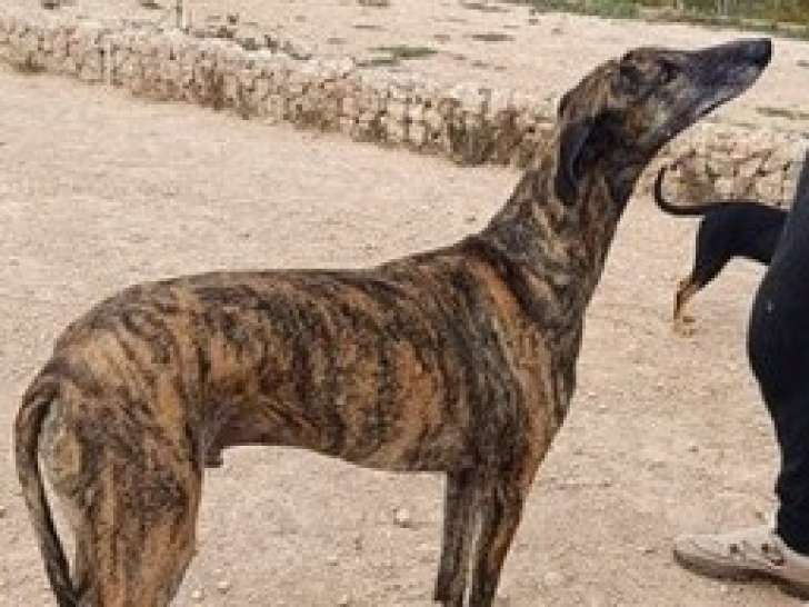 Trevor, Galgo Espagnol respectueux calme et équilibré à adopter