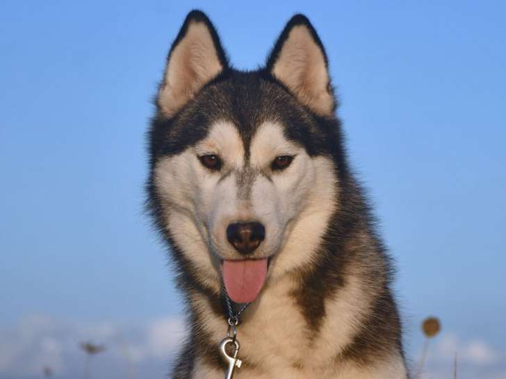 Femelle Husky LOF à vendre