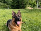 Mâle Berger Allemand disponible pour saillie