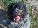 Gandalf, chien Griffon croisé Epagneul à adopter