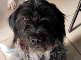 Gandalf, chien Griffon croisé Epagneul à adopter
