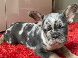 Chiots de type Bouledogue Français à vendre (4 femelles & 2 mâles)