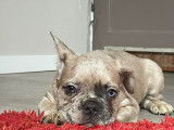 Chiots de type Bouledogue Français à vendre (4 femelles & 2 mâles)
