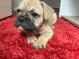 Chiots de type Bouledogue Français à vendre (4 femelles & 2 mâles)