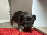 Chiots de type Bouledogue Français à vendre (4 femelles & 2 mâles)