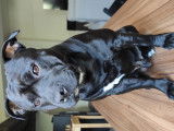 Titane, mâle Staffordshire Bull Terrier LOF disponible pour saillie