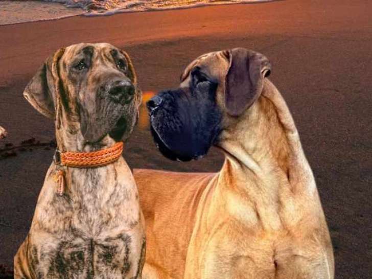 Chiots Dogue Allemand LOSH à naître