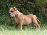 Magnifiques chiots Bulldog Continental LOF à vendre