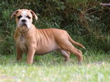 Magnifiques chiots Bulldog Continental LOF à vendre