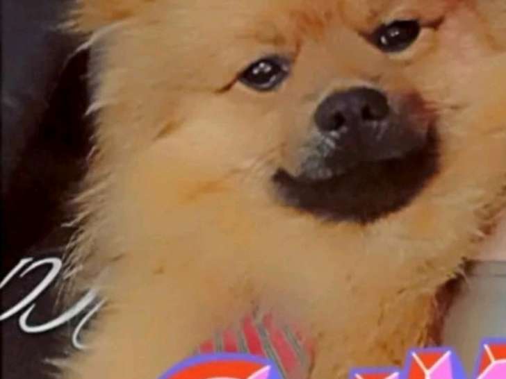 Chien adulte Keeshond à vendre