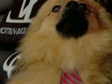 Chien adulte Keeshond à vendre